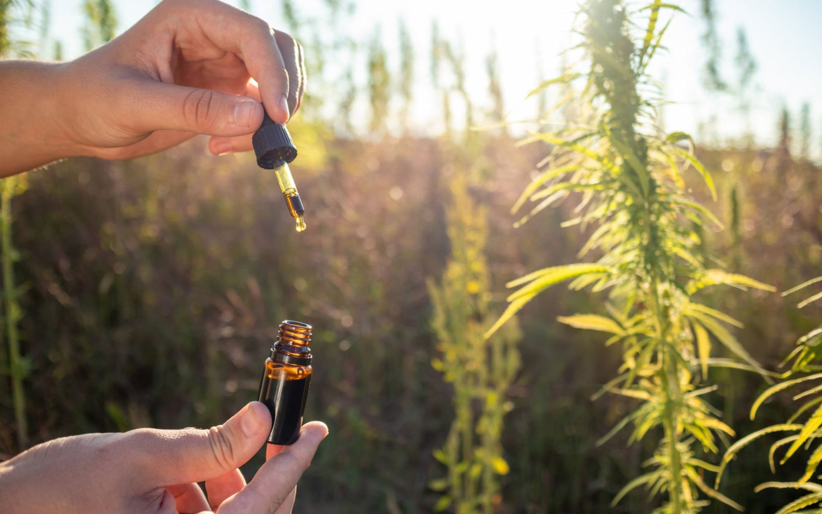 CBD Oil for Sciatica: Does CBD Help & Which Oil is Best?