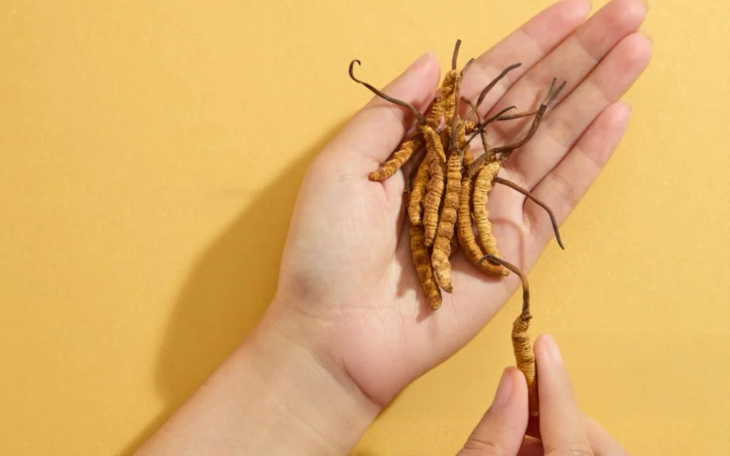 Cordyceps Mushrooms: Benefits, Side Effects & Uses