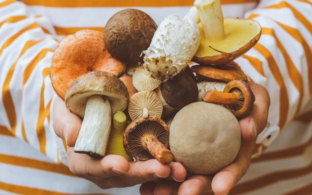 Can You Use Medicinal Mushrooms for Inflammation?