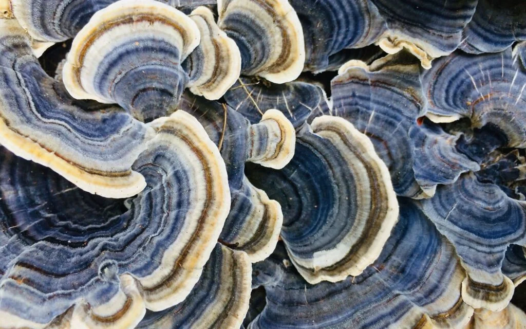 Turkey Tail Mushroom: Benefits, Side Effects & Uses