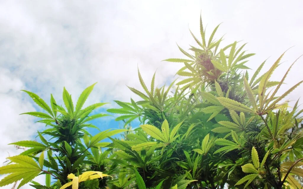 29 Fascinating CBD Statistics UK [Updated 2026]