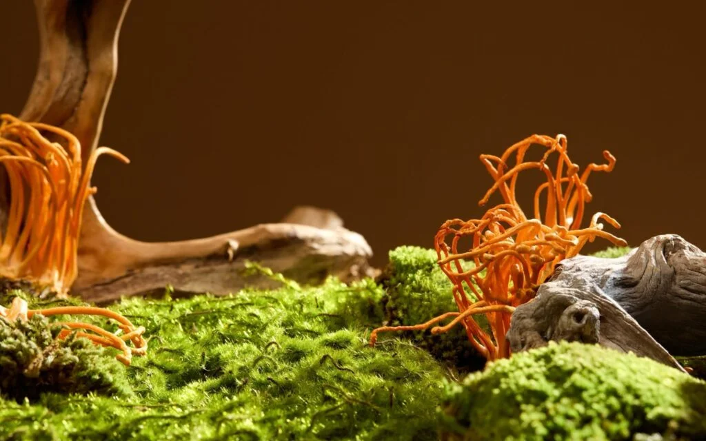 3 Best Mushrooms For Anxiety