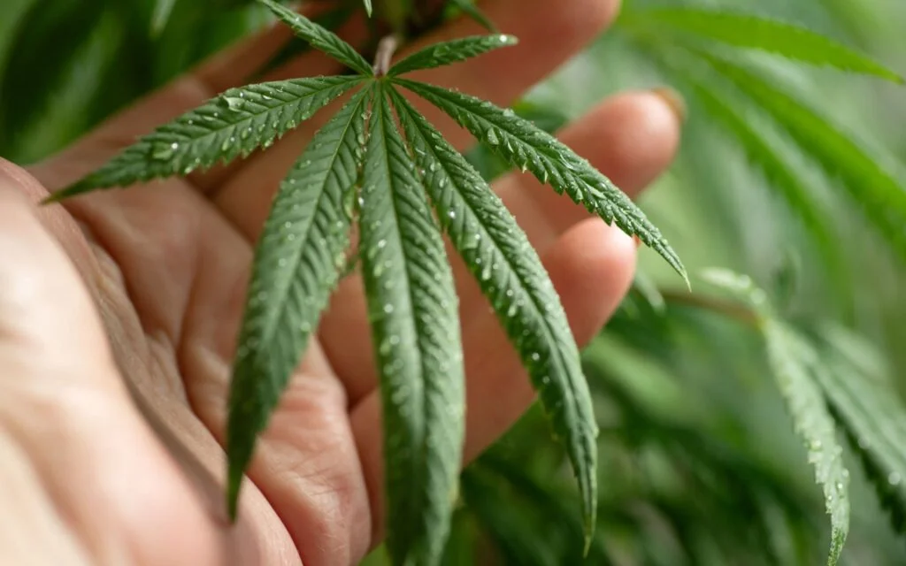 CBD Oil for MS: Everything You Need to Know