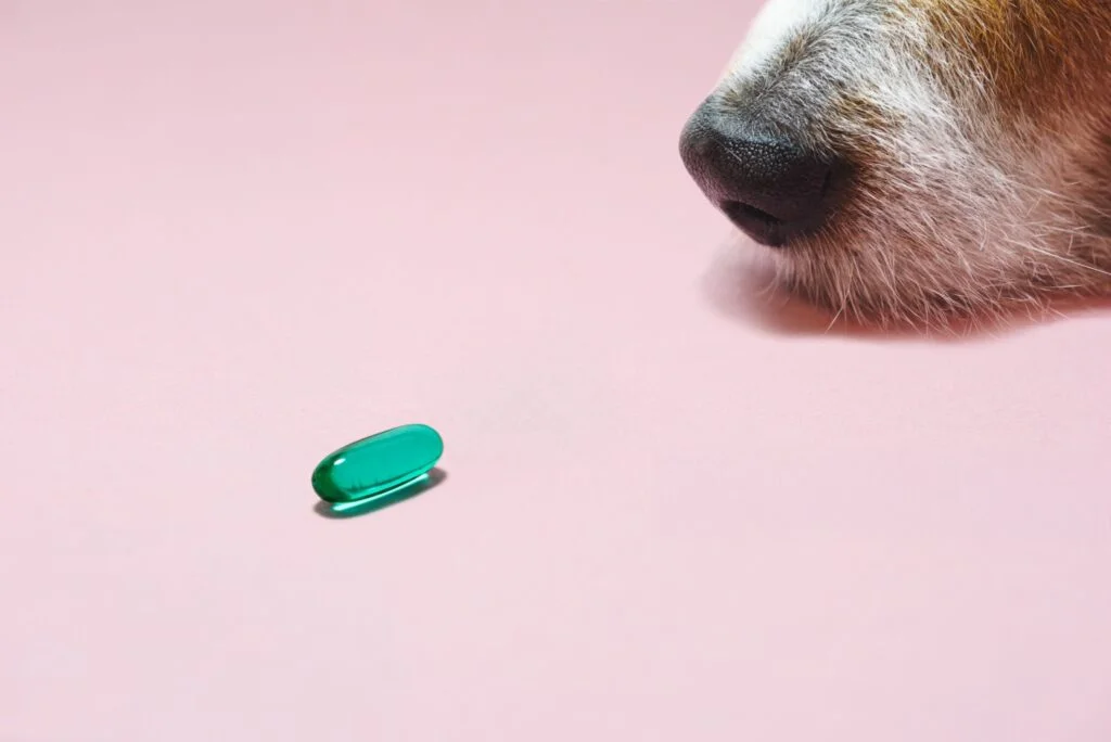 CBD Oil for Dogs UK: Your Guide to Laws, Safety & Dosage