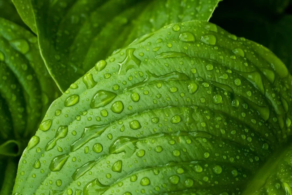 What is CBD Bioavailability & Why Does it Matter?
