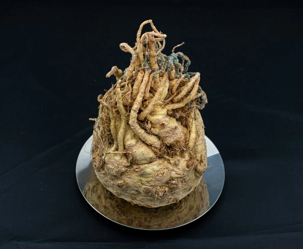 Close up shot of Maca Root