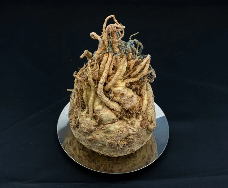 Close up shot of Maca Root