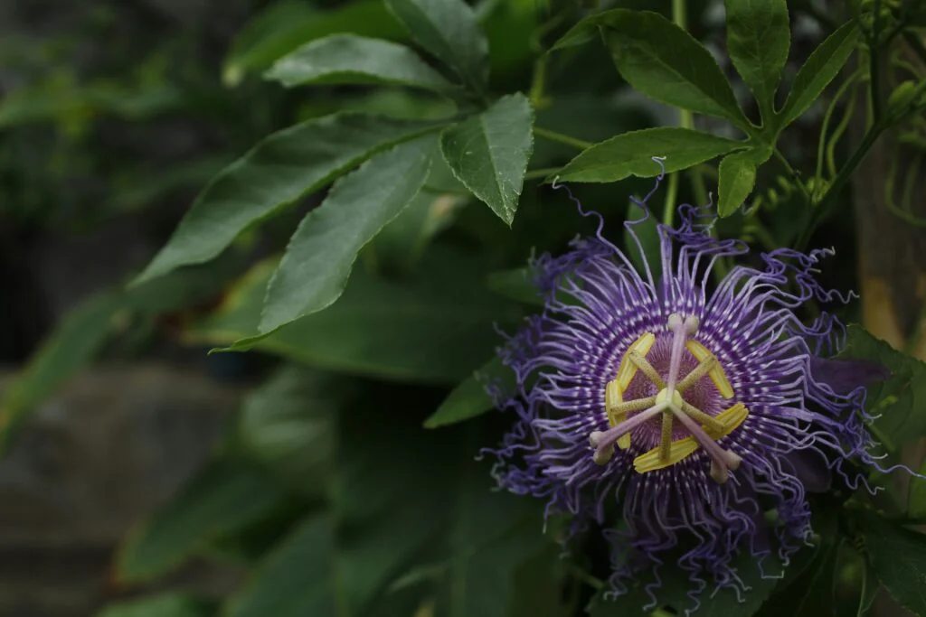 Close up of a passionflower plant