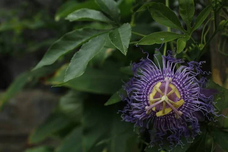 Close up of a passionflower plant