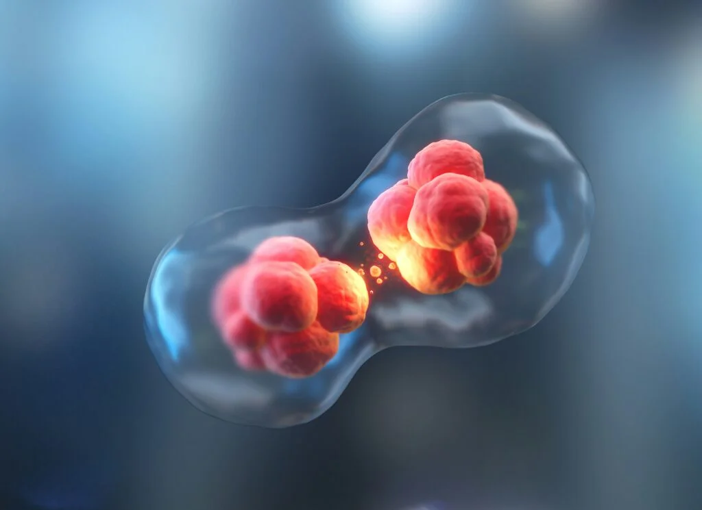 Human Cell Division under a microscope