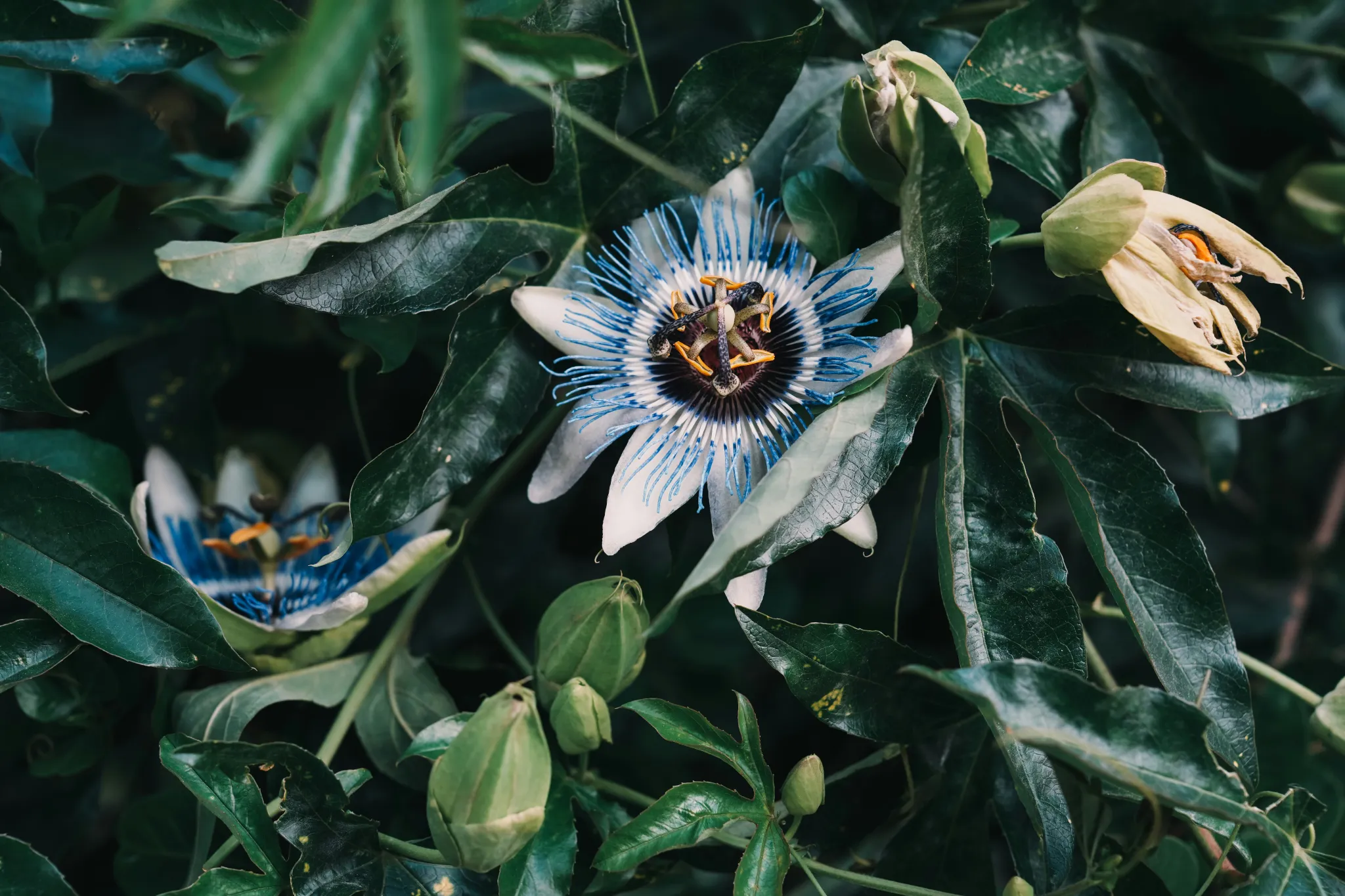 Passionflower Plant