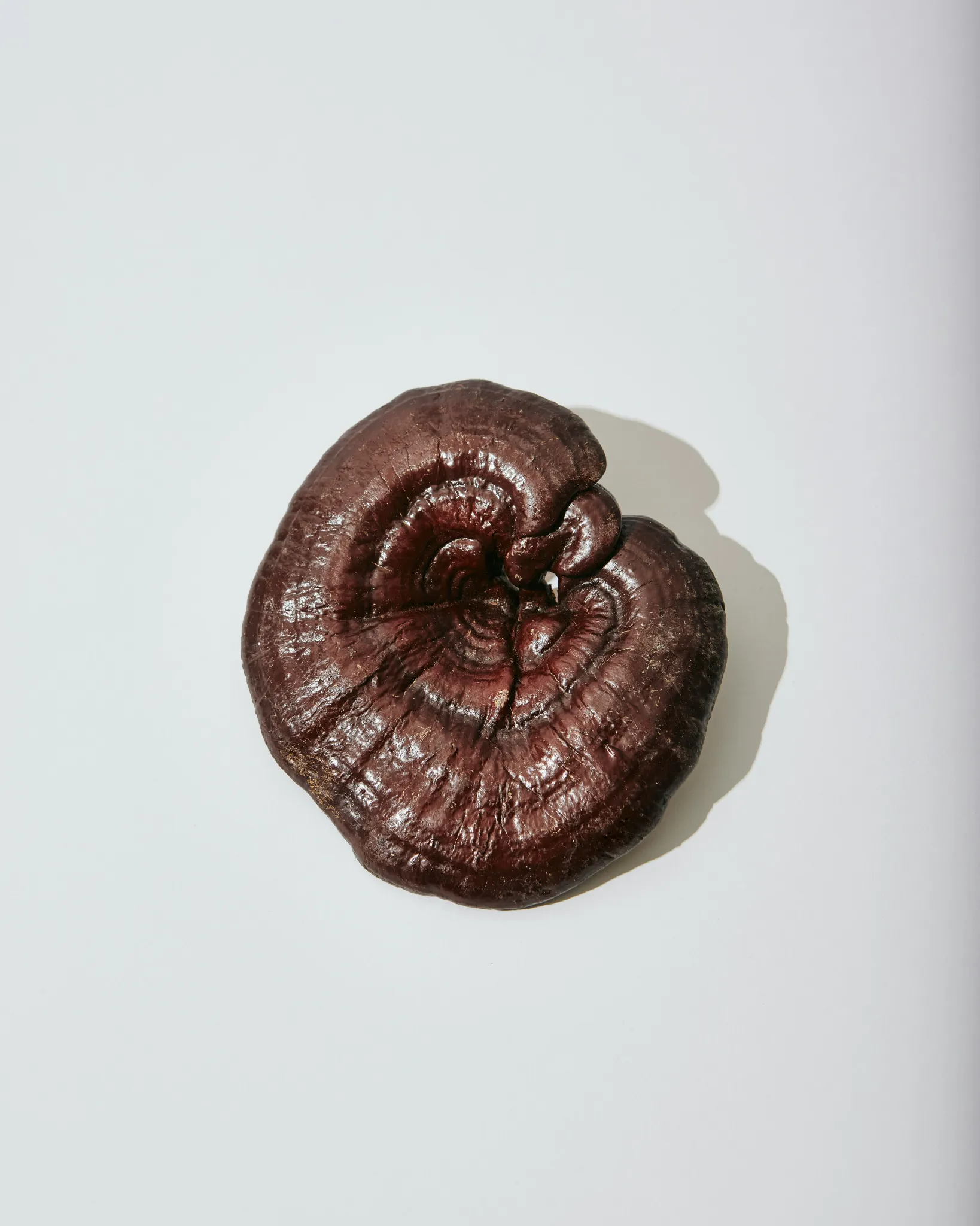 Reishi Mushroom on a off white background