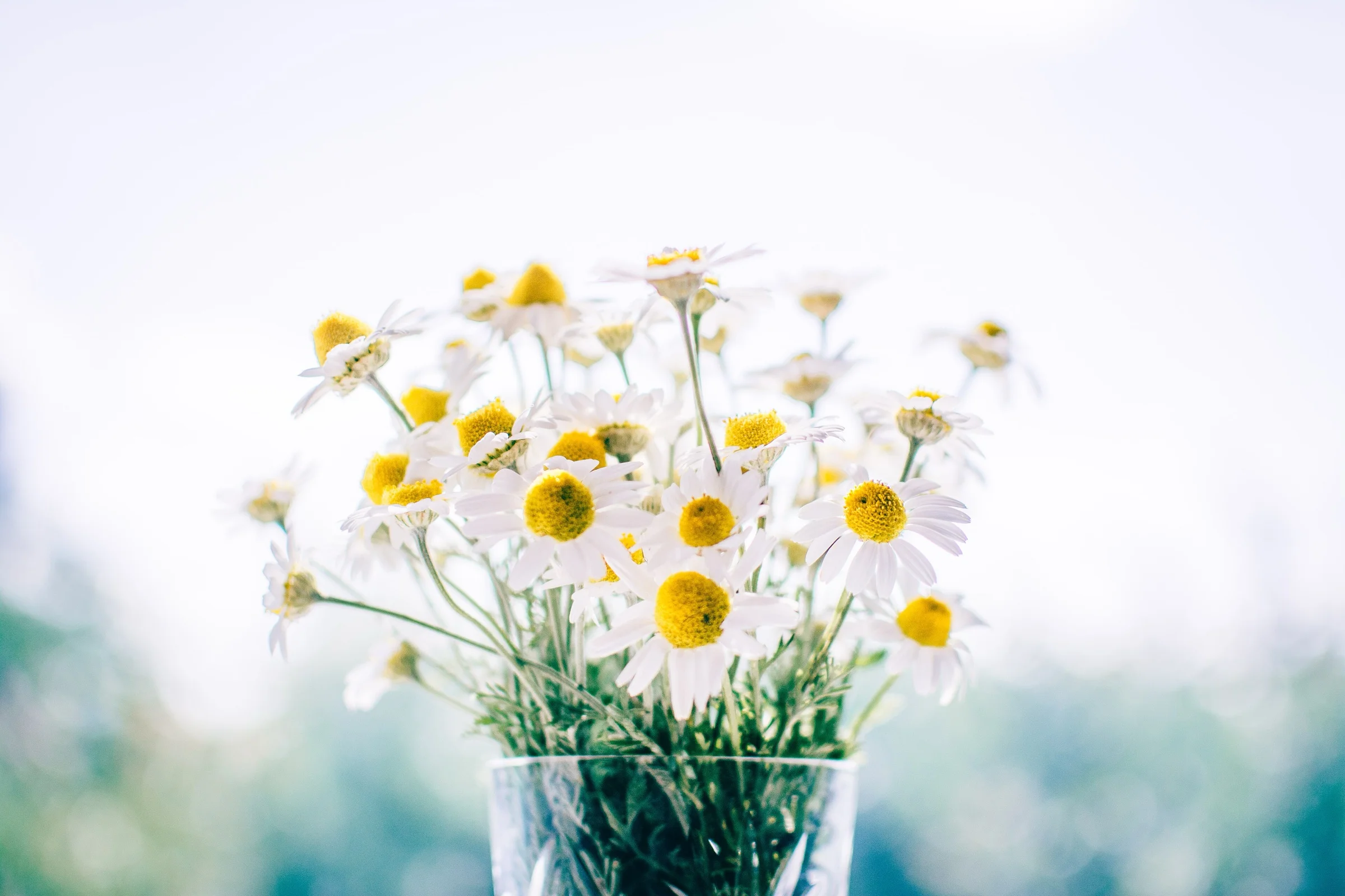 Fresh-cut chamomile flowers in a glass