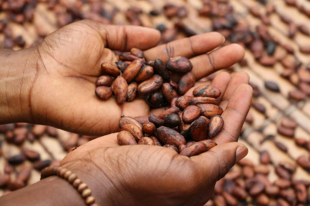 Hands holding raw cacao beans