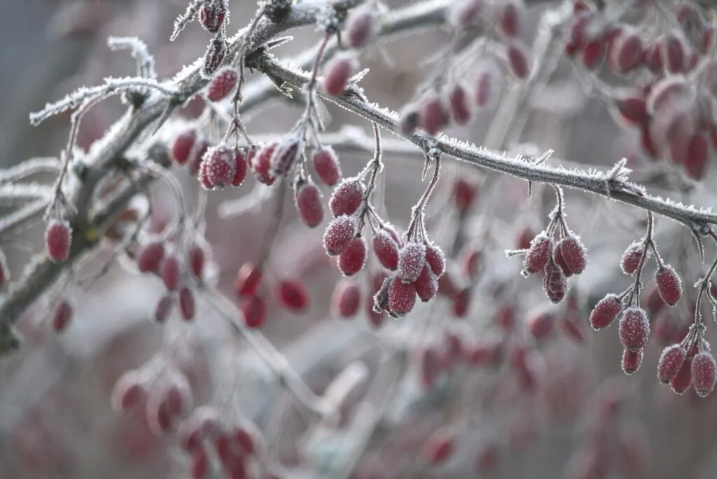 Frosted barberry branches with red berries, a plant source of berberine