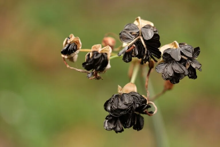 Dried seed pods holding black seeds
