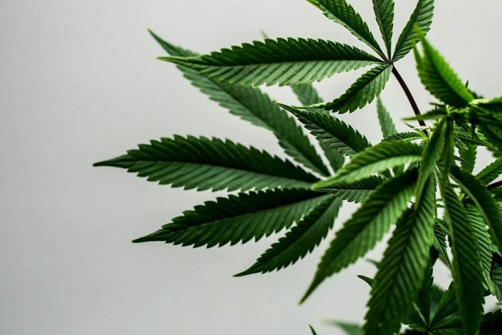 Green hemp leaves against a pale grey background