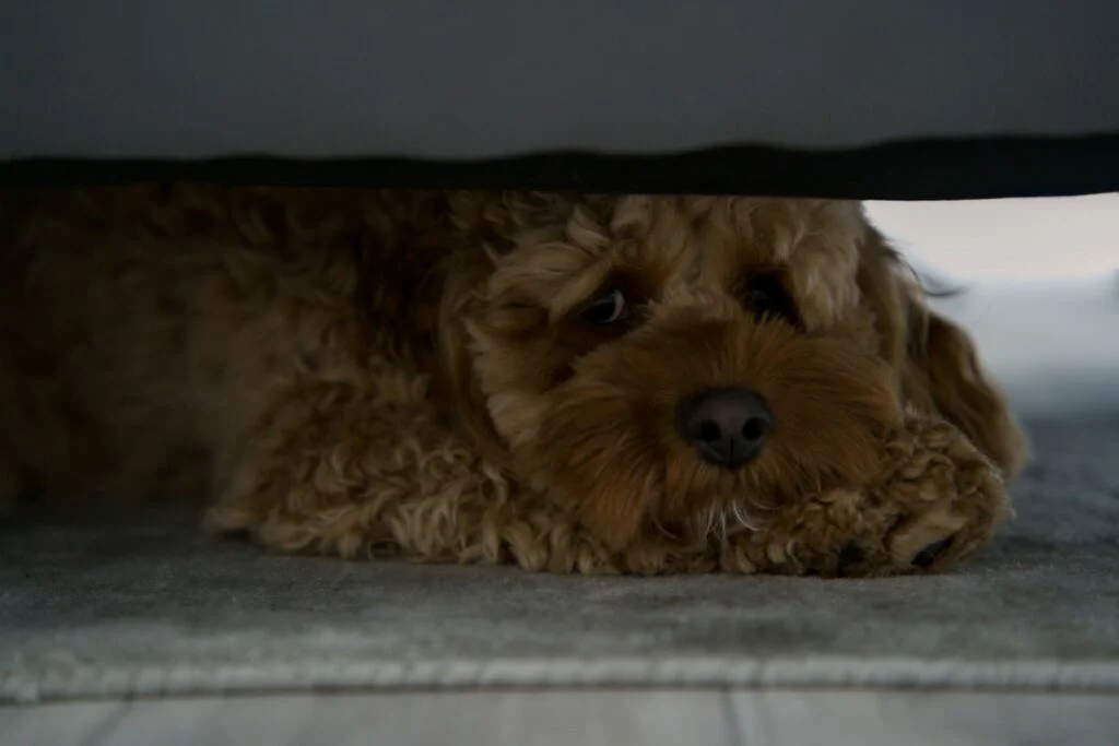 A scared dog hiding under a sofa