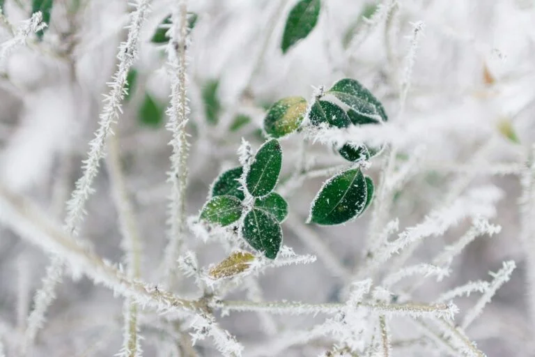 Frost-covered leaves on a cold winter morning