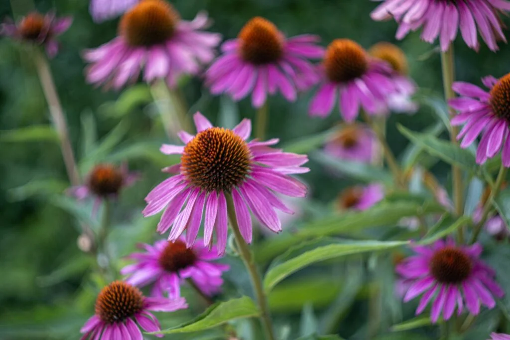 Pink-purple echinacea coneflowers in bloom in a garden