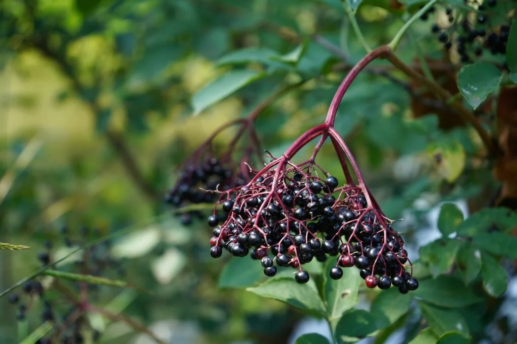 Clusters of ripe black elderberries on red stems