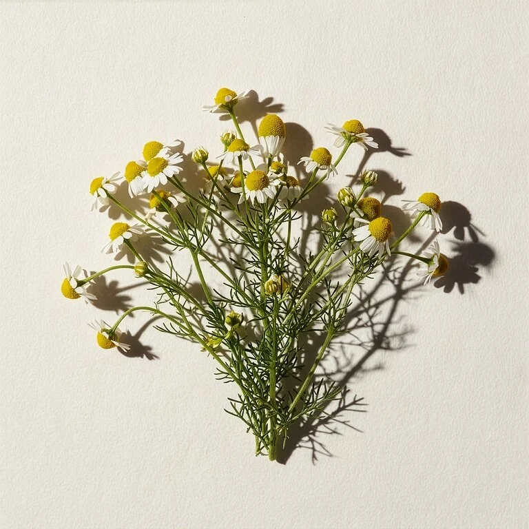 Chamomile, Passionflower, Hops + Oat Straw