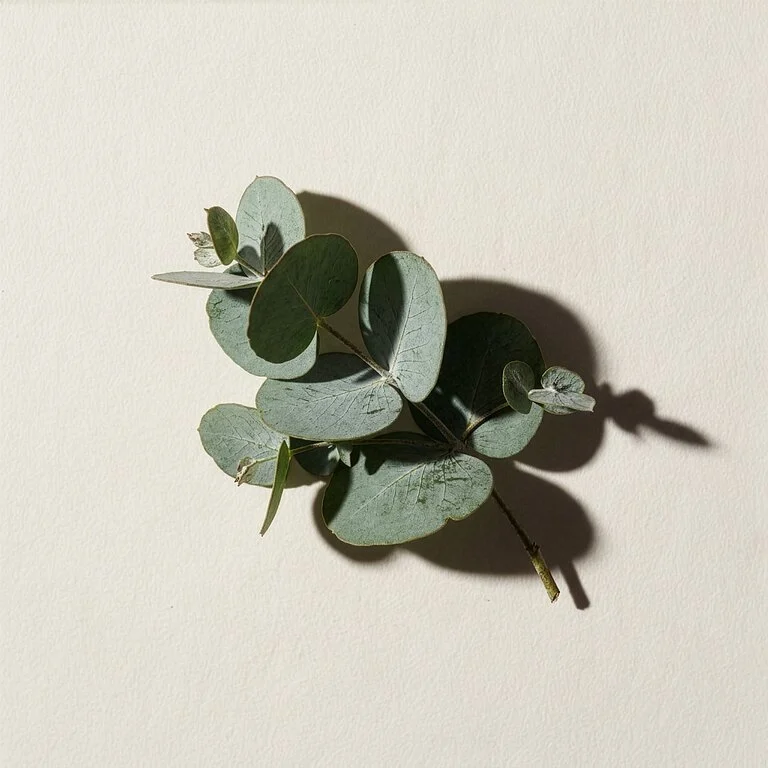 Eucalyptus