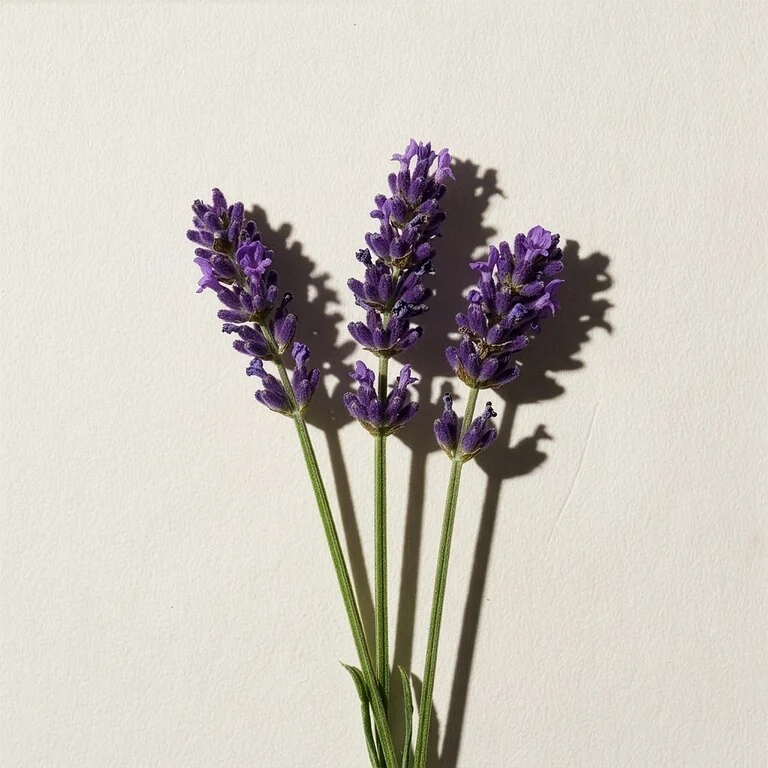 Relax Terpene Blend