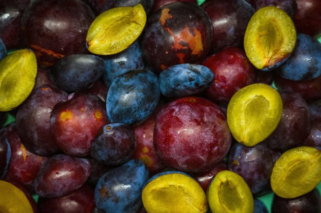 A pile of fresh plums, some cut in half, the fruit that prunes are made from