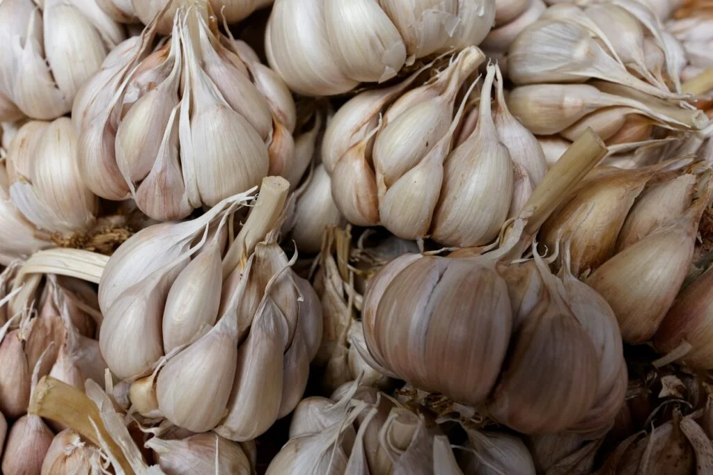 Whole garlic bulbs piled together