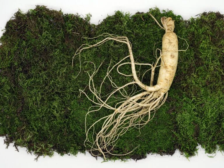 A whole ginseng root with fine roots laid on green moss