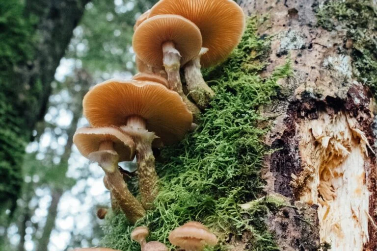 Brown mushrooms growing on a tree trunk