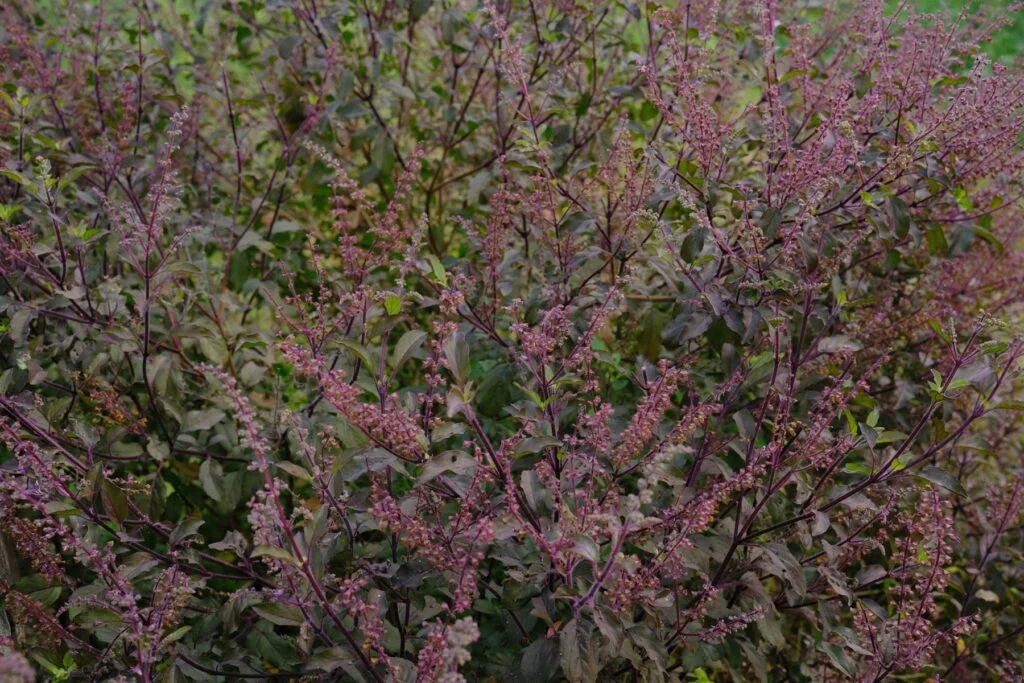 Holy basil (tulsi) plants with purple flower spikes