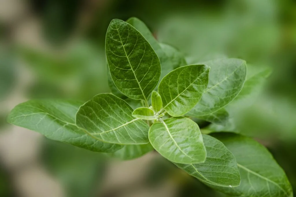 Fresh green ashwagandha leaves on the plant