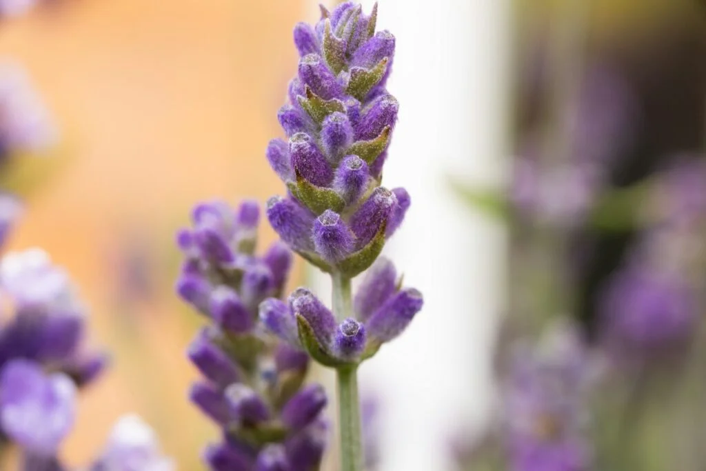 Close-up of a purple lavender flower spike