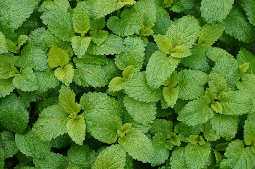 Fresh green lemon balm leaves growing close together