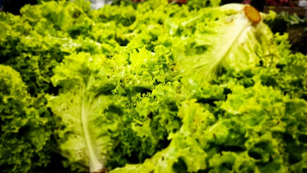Fresh green lettuce leaves