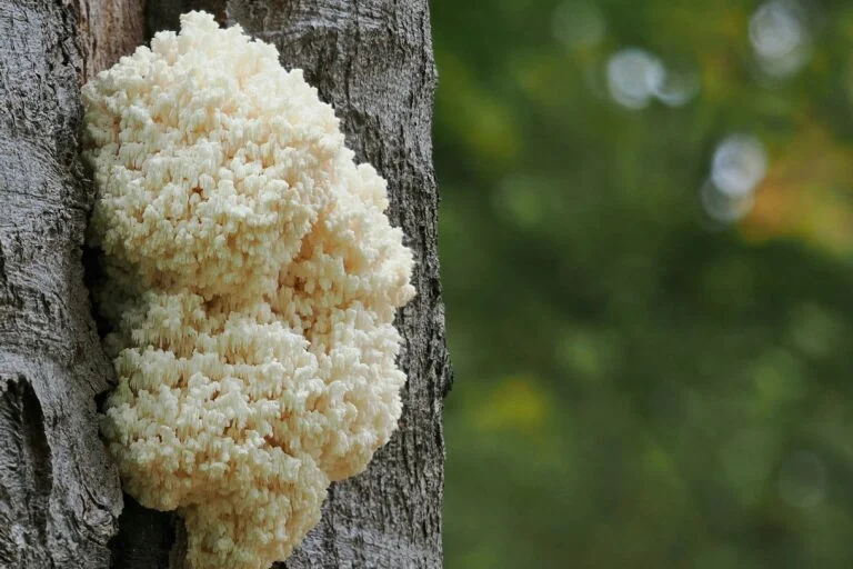 Lion's mane style coral mushroom growing on a tree trunk
