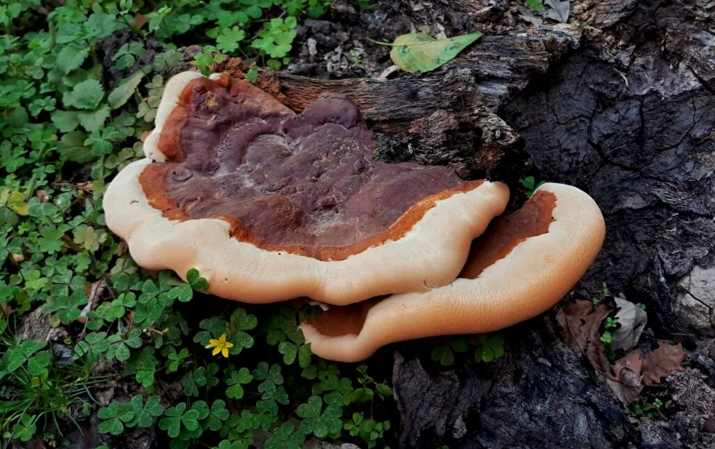 A reishi (ganoderma) mushroom growing on the ground