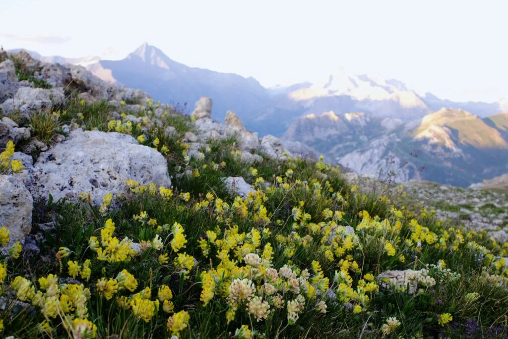 Wild yellow flowers on a rocky mountain slope, the kind of terrain where rhodiola grows