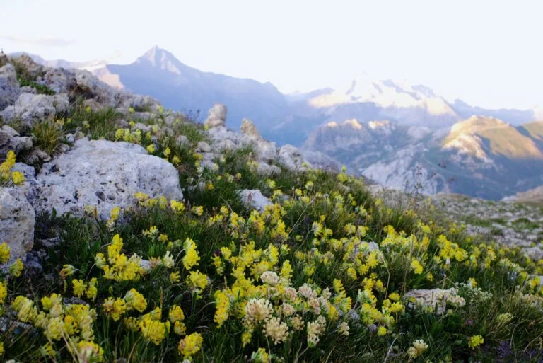Wild yellow flowers on a rocky mountain slope, the kind of terrain where rhodiola grows