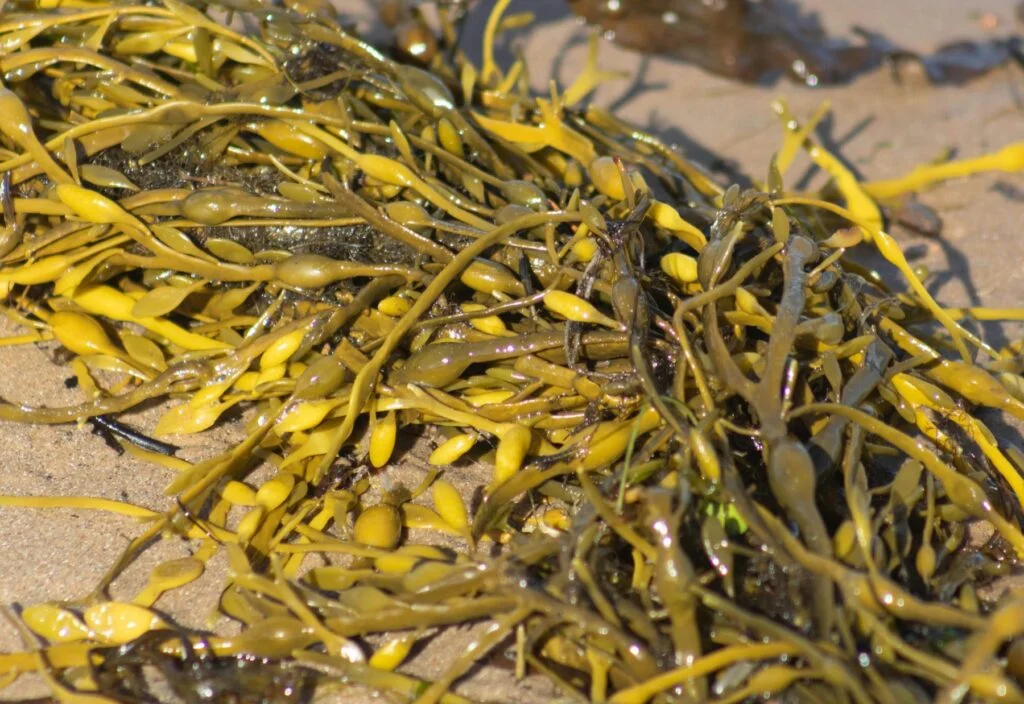 Golden seaweed washed up on a sandy beach
