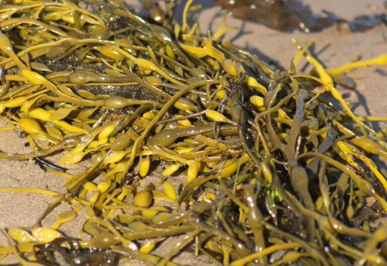 Golden seaweed washed up on a sandy beach
