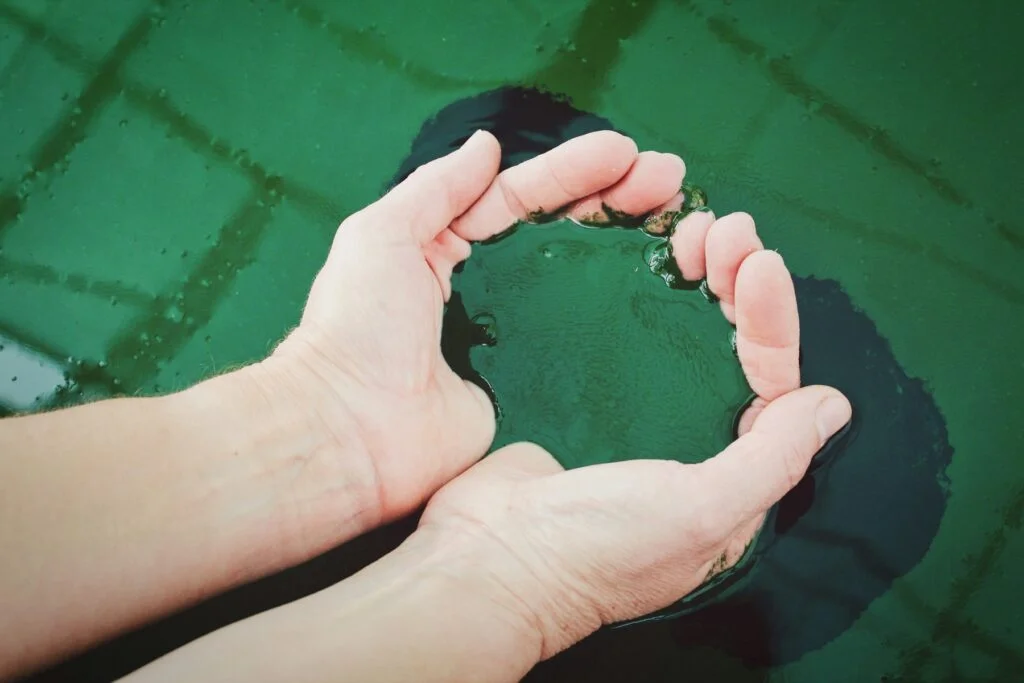 Cupped hands in green algae-rich water