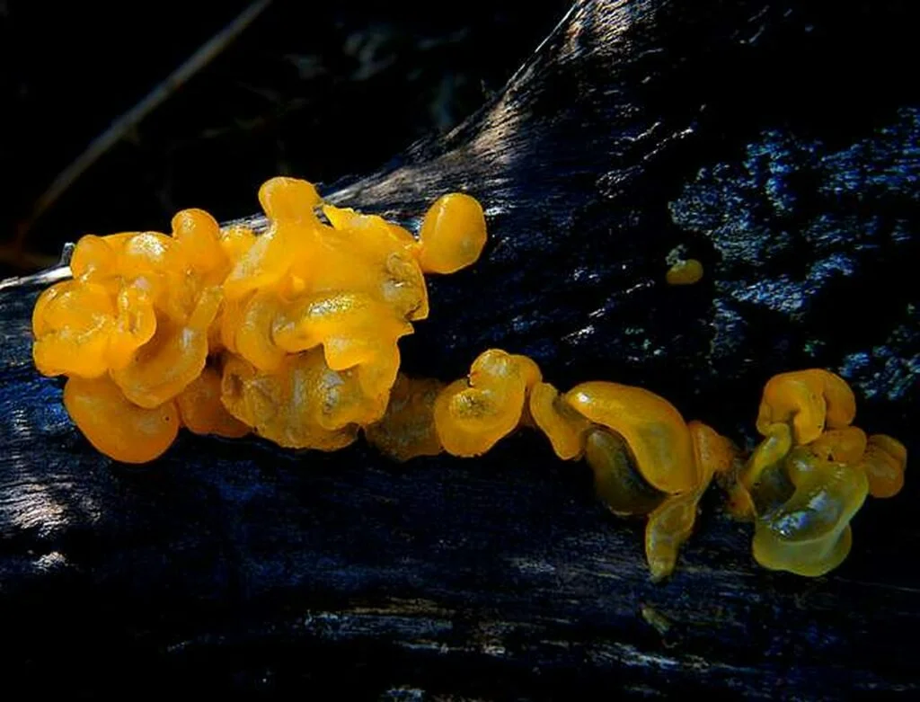 A tremella jelly fungus growing on a log
