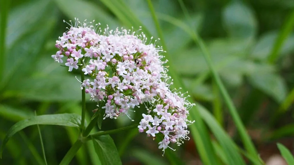 Pale pink valerian flowers growing among green leaves