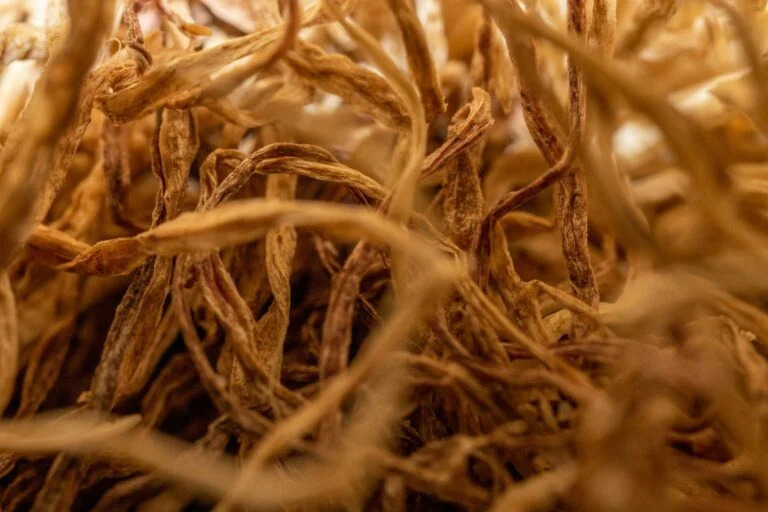 Close-up of dried ashwagandha roots