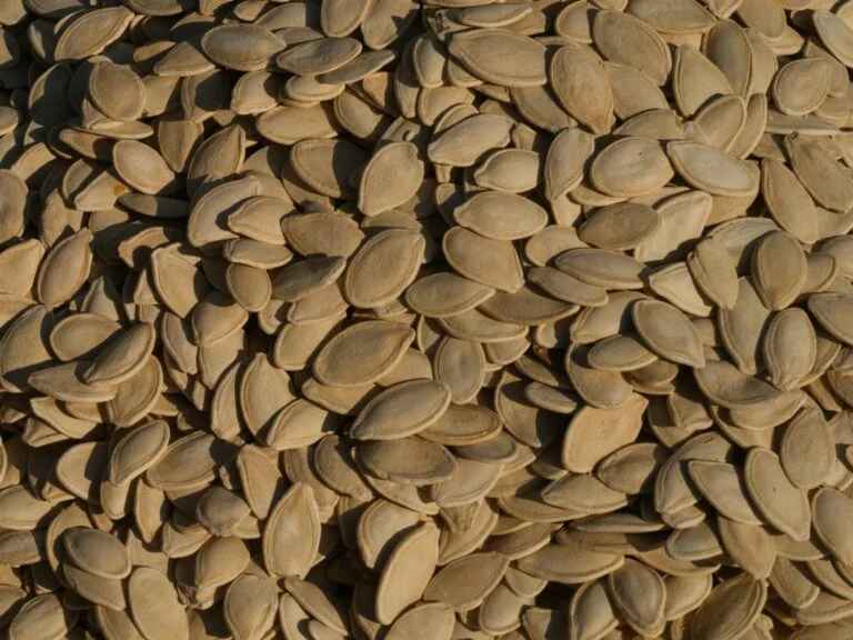 A pile of pumpkin seeds, a good food source of zinc