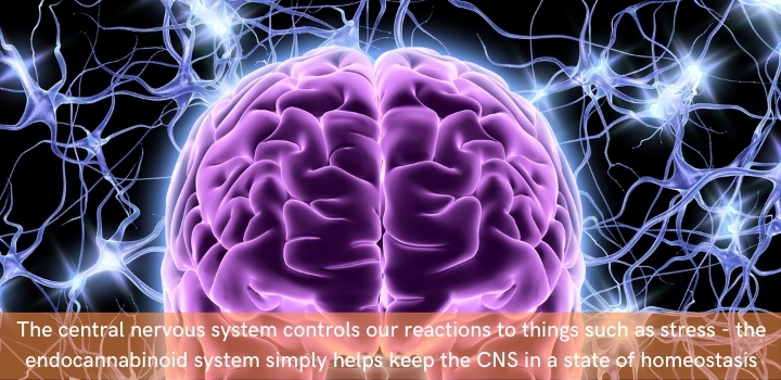 Endocannabinoid system and the Central nervous system