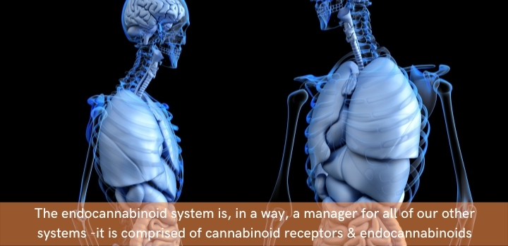 what is the endocannabinoid system made up of